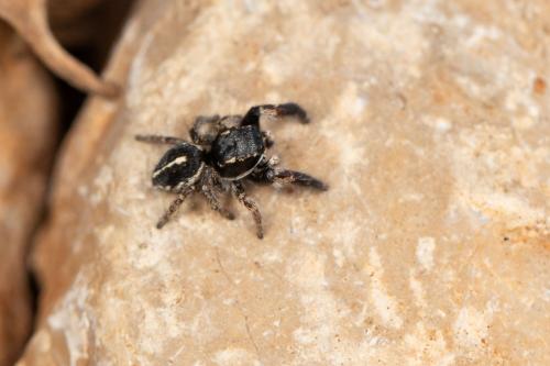Pellenes (arciger-brevis)